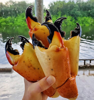 Fresh Florida Stone Crabs (Colossal Size) 5lbs